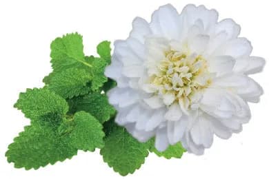 Calmophytum 48 Capsules